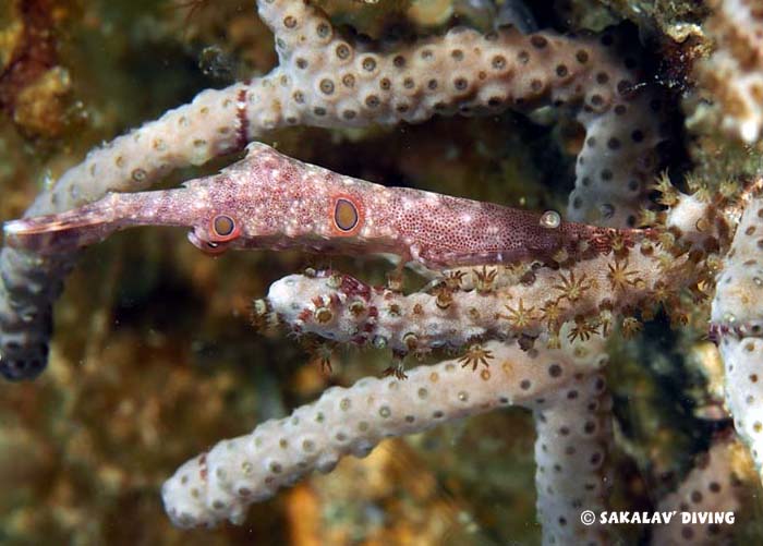 Photos diving macro plateaus in Nosy Be